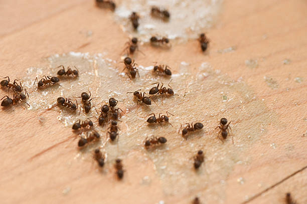 Best Pest Control Cost  in Cascade, ID