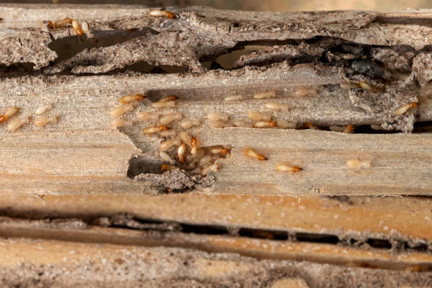 Best Residential Pest Control  in Cascade, ID